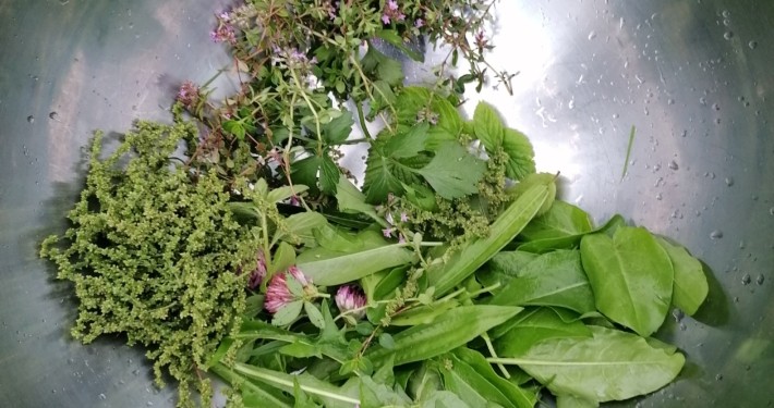 Wildkräutersalat zubereiten