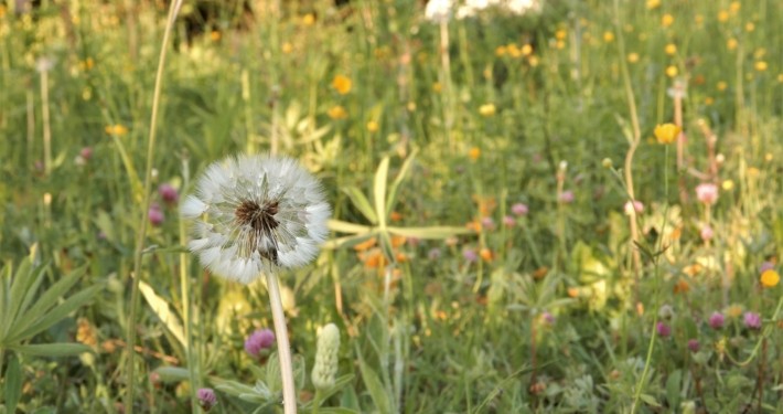 Essbare Wildpflanzen zwischen Fluss, Wald und Wiese