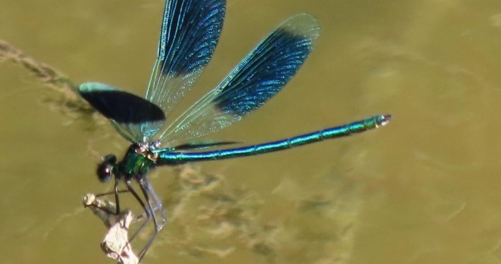 Gebänderte Prachtlibelle