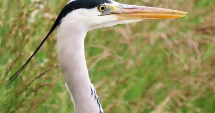 Graureiher im Neckarbiotop Zugwiesen