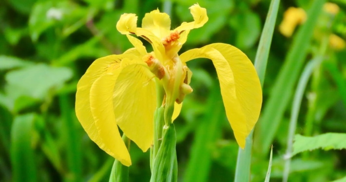 Umweltbildung im Neckarbiotop Zugwiesen