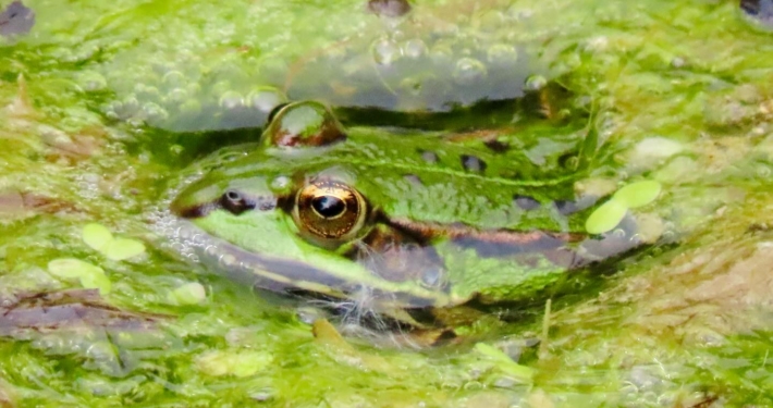 Wasserfrosch