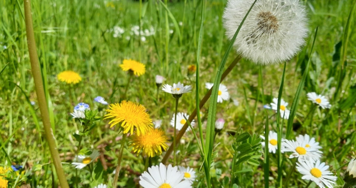 Mühlacker nach Mühlhausen - Kanutour auf der Enz mit Die Zugvögel (9)